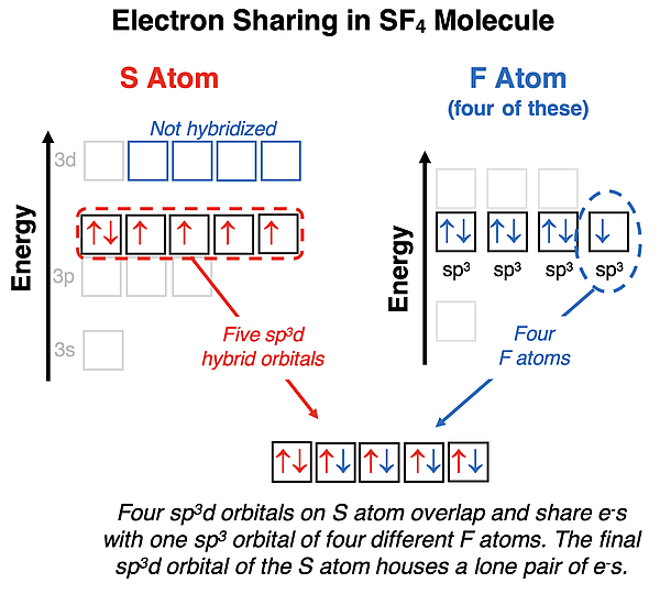 Energy level diagrams representing hybridization showing electron sharinig and lone pair in SF4.