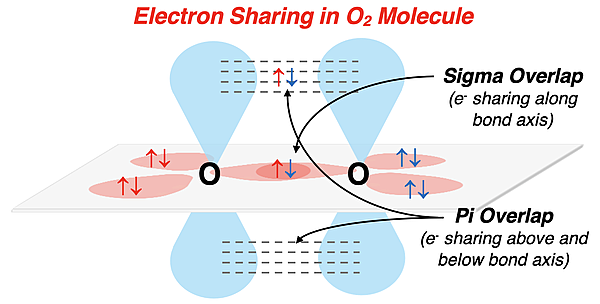 Visual model showing hybridization, sigma overlap and pi bonding overlap in O2.