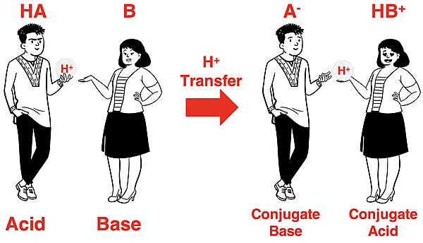 Cartoon showing an acid transferring a proton to a base to become a conjugate acid and a conjugate base.