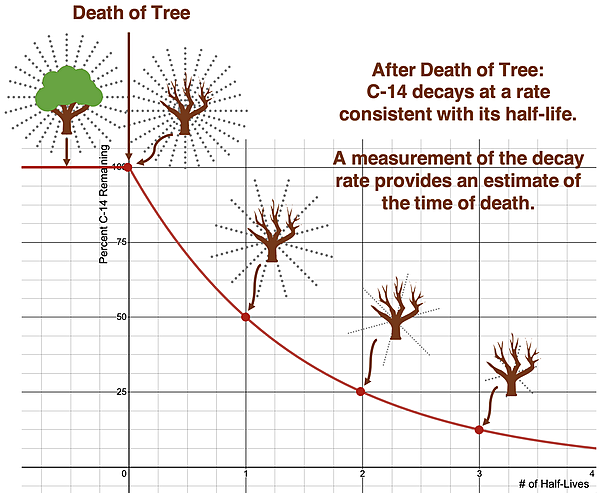 A radioactive decay curve illustrating how the carbon-14 activity of an organism after death diminishes with time.