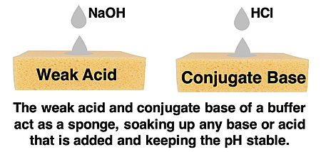 Diagram comparing a buffer to a sponge that soaks up acids or bases in order to prevent a puddle or a change in pH.