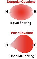 Electron distribution of shared electrons in a polar vs. nonpolar bond.