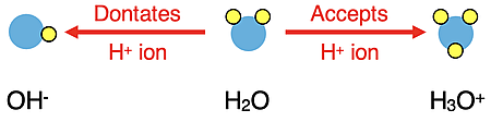 Water as an amphiprotic substance; shows the conjugate acid and the conjugate base of water