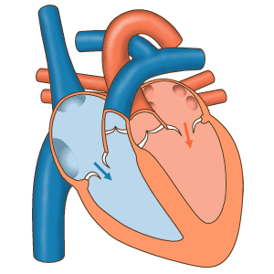 An animation of the human heart with the 4 chambers pumping.  The top chambers squeeze pushing blood into the larger chambers below, which then a valve closes and the bottom squeezes pushing the blood through a valve into the arteries.