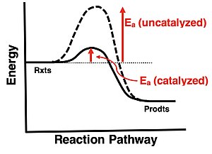 Energy level diagram contrasting the activation energy for a catalyzed and an uncatalyzed reaction.