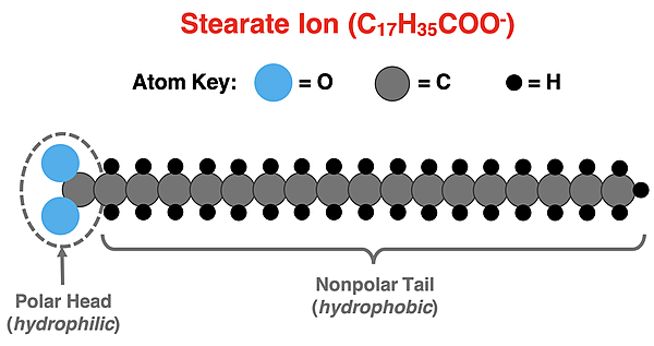 Ball-and-stick model of the stearate ion showing its hydrophilic polar head and its hydrophobic nonpolar tail.