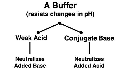 Schematic diagram showing the constituents of a buffer and how they work to neutralize and acid and a base to stabilize the pH.