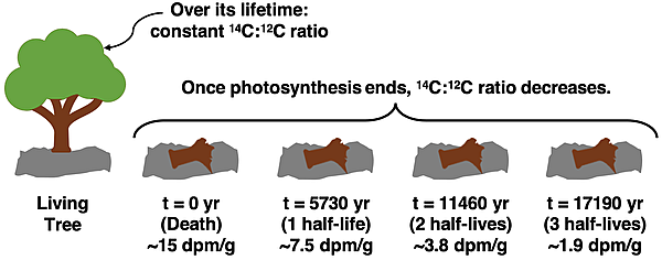 An illustration of how the decay rate of carbon-14 varies with the age of the once-living organism.