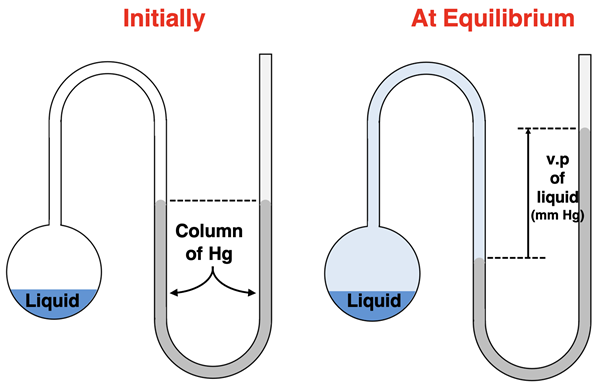 Initially: column of mercury is same height on each side of the U-tube. At equilibrium, Hg is higher on the right side of U-tube than the left side. The difference in height is the vapor pressure of the liquid in units of mm Hg.