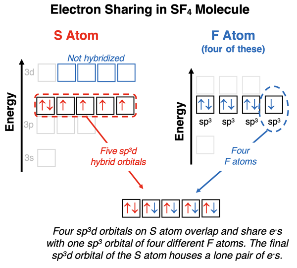 Energy level diagrams representing hybridization showing electron sharinig and lone pair in SF4.