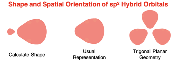 Shape and orientation of the three sp2 hybrid orbitals.