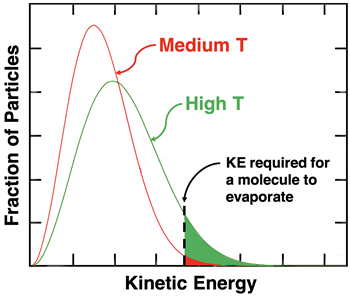 Fraction of particles vs. KE for two temperatures. At Low T: most particles have less energy than required to escape liquid. For high T: curve is spread out across more KE values. There is a higher fraction of particles that exceed the required KE to escape the liquid.