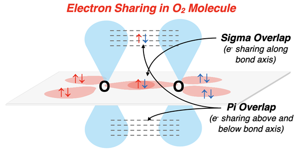 Visual model showing hybridization, sigma overlap and pi bonding overlap in O2.