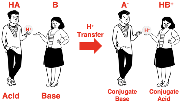 Cartoon showing an acid transferring a proton to a base to become a conjugate acid and a conjugate base.