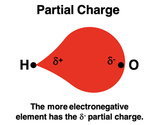 Unequal sharing and partial charges for H-O bond..