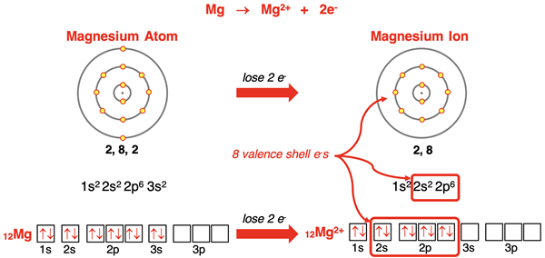 Electron shell diagrams, orbital box diagrams, and electron configurations representing Mg forming Mg+2 ion.