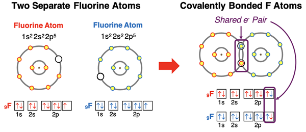 Electron shell and orbital box diagrams showing how two F atoms share electrons to satisfy the octet rule.