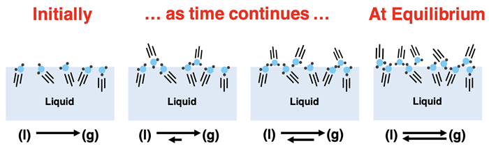 Over the course of time, the amount of vapor increases. Eventually the rate of condensation equals the rate of evaporation and the system reaches an equilibrium or balance between the two competing processes.