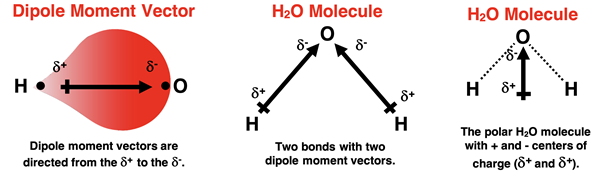Dipole moments are directed from + to - partial charges. || Water has two dipole moment vectors, each pointing from H to O. || Water is a polar molecule with the O being the location of partial - charge and the midpoint of the H atoms being the location of partial + charge.