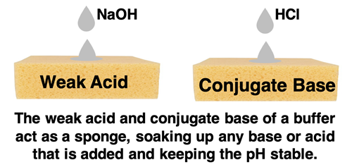 Diagram comparing a buffer to a sponge that soaks up acids or bases in order to prevent a puddle or a change in pH.