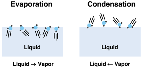 Evaporation: liquid escaping to become gas. Condensation: gas particles striking liquid surface and become liquid.