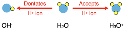 Water as an amphiprotic substance; shows the conjugate acid and the conjugate base of water