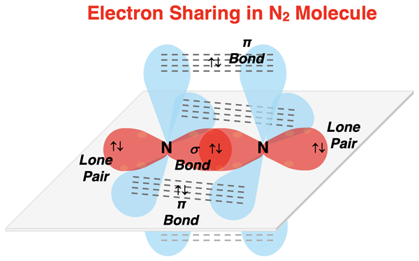 Visual model showing hybridization, sigma overlap and pi bonding overlap in N2.