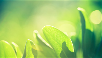 Photo of plants in sunlight undergoing photosynthesis; photosynthesis is an example of a non-spontaneous process.