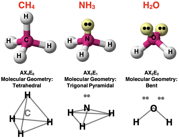 Spatial models for CH4, NH3, and H2O showing effect of lone pairs on molecular shape.