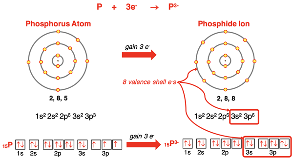Electron shell diagrams, orbital box diagrams, and electron configurations representing P forming P3- ion.