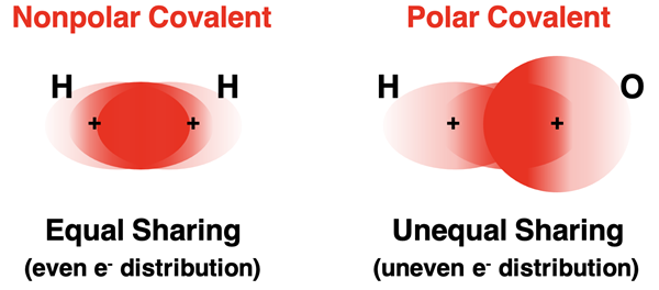 Comparison of nonpolar and polar covalent bonds.