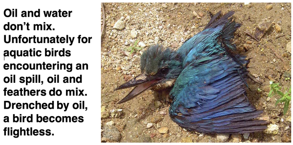 Bird threatened by exposure to an oil spill