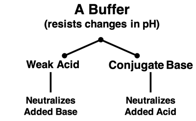 Schematic diagram showing the constituents of a buffer and how they work to neutralize and acid and a base to stabilize the pH.