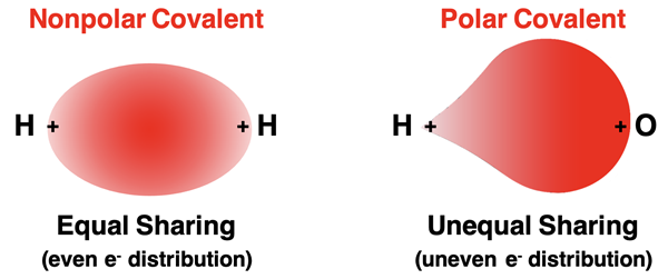 Electron distribution diagram contrasting nonpolar covalent and polar covalent bonds.
