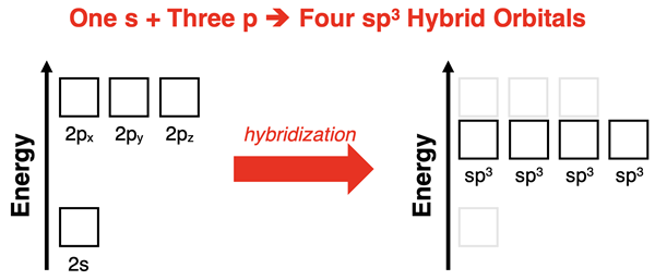 Energy level diagram showing s and three p orbitals hybridizing to form four equal-energy sp3 orbitals.