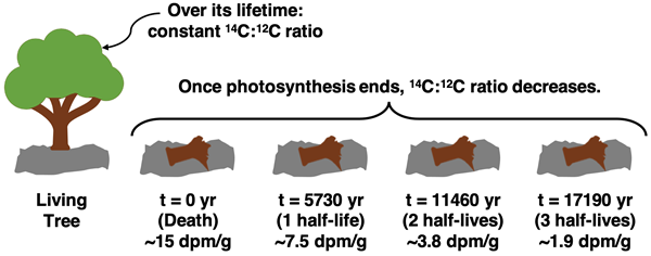 An illustration of how the decay rate of carbon-14 varies with the age of the once-living organism.