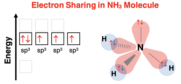 Energy level diagram and 3D spatial model showing orbital overlap, electron sharing, and lone pair in NH3.